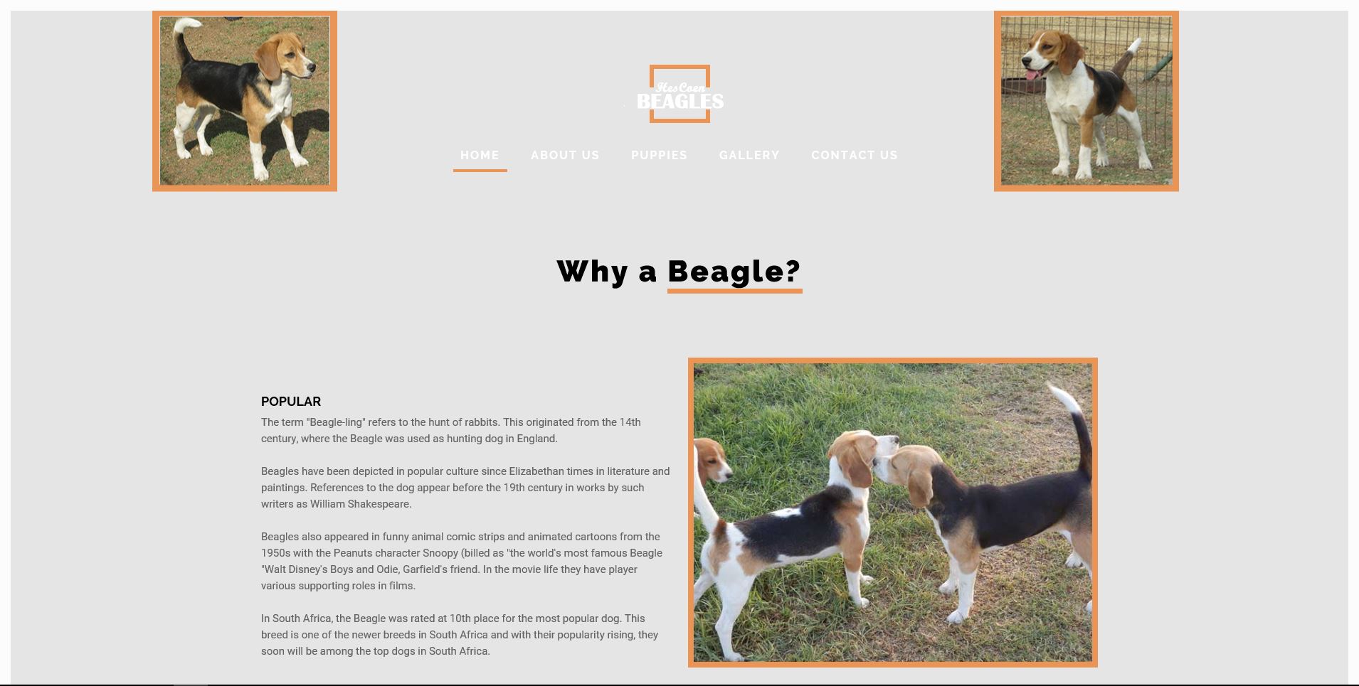 Hescoen Beagles